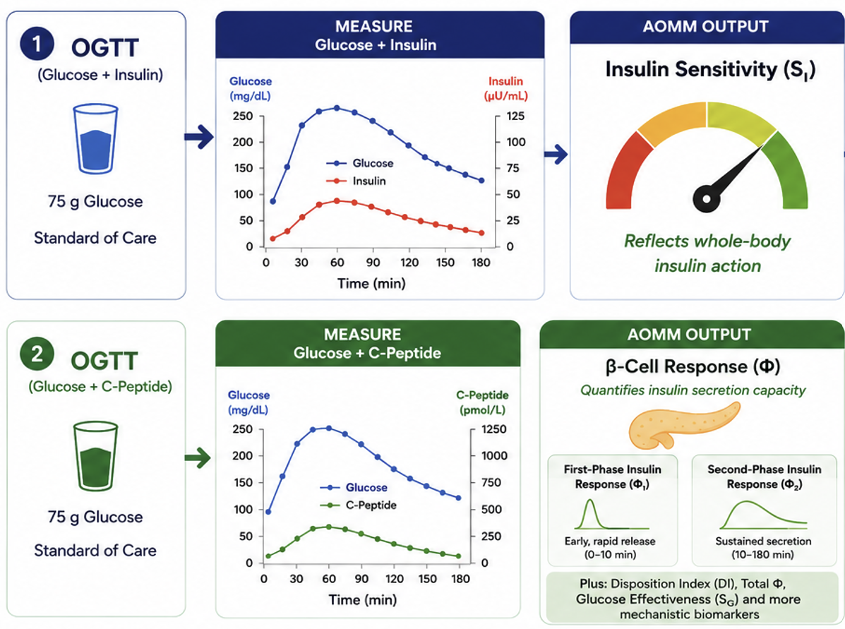 AOMM™ platform highlights — OGTT to insulin sensitivity (Si) and β-cell response (Φ)