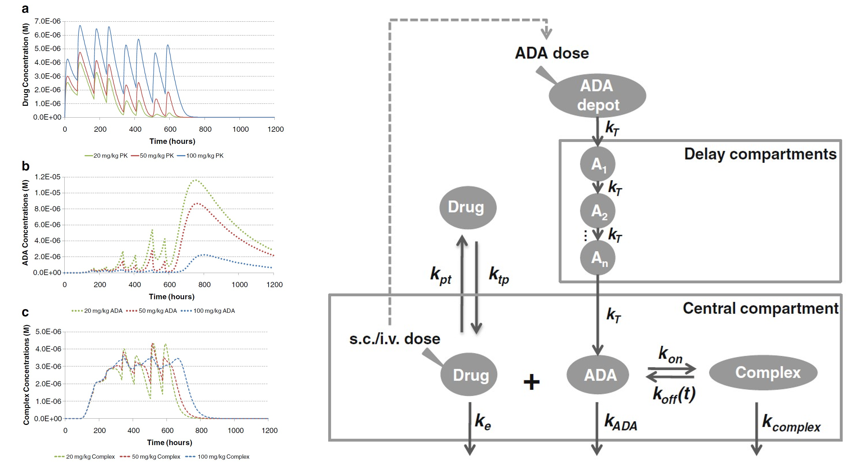 Epidemiological infection model fit in SAAM II